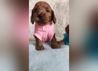 Wunderschöne Cockapoo-Welpen