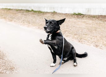 Wunderbarer Charly sucht seine Familie