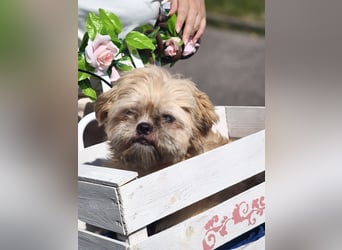 Shih Tzu Fan`s aufgepasst: der katzenverträgliche LEO wartet in Kamp-Lintfort auf DICH!  MIT VIDEO!