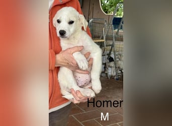 Homer - sagt "Hey!"