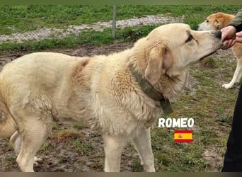 Romeo,geb.11/21,gemütlicher Mastin Espanol sucht seine Familie