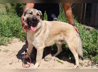 Lovis, Mix Labrador / Rafeiro Alentejano