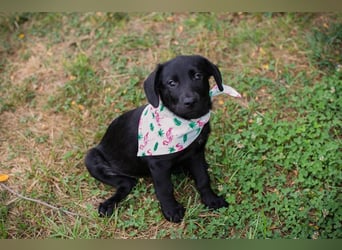 Susi: Hundekind sucht ein Zuhause