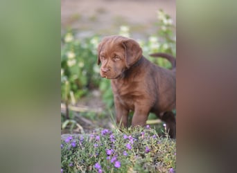 Aussiedor Aussiedorwelpe Welpe Australien Shepherd x Labrador