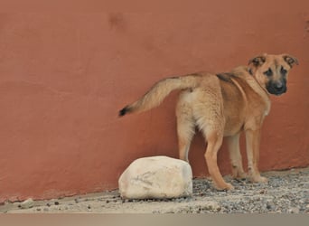 Wollen Sie Pumba kennenlernen?
