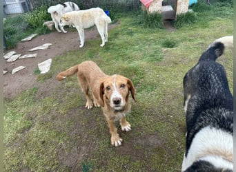 Andas – Der leise Hund mit dem großen Herzen