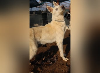 Luuk, geb. ca. 12/2018, lebt in GRIECHENLAND, im städt. Tierheim Serres