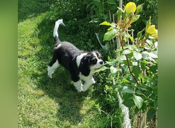 Cavalier King Charles Spaniel Tricolor Rüde