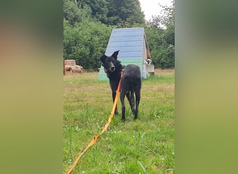 Jua sucht ihre Herzensmenschen