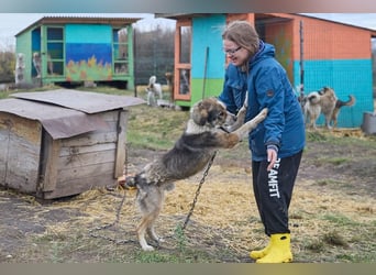 Freundlicher Kettenhund Kubik❤️sucht endlich Pflege- oder Endstelle