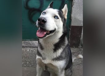 MAX❤️ bezaubernder, menschenbezogener Husky-Rüde, sozial mit Artgenossen & Kindern