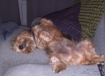 Toby sucht eine neue Familie