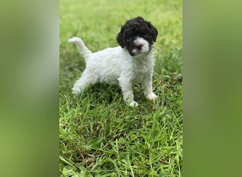Lagotto Romagnolo, Welpen von ausgezeichneter Qualität