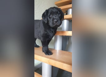 Zuckersüße Labrador Hündin, schwarz, mit Ahnentafel!