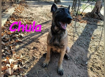 Chula geb. 04/2025 (ESP) - sportliche und aktive Malinois Welpin!