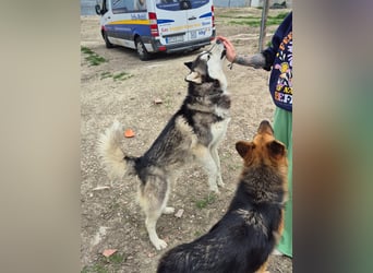 Hachiko, er wird immer übersehen