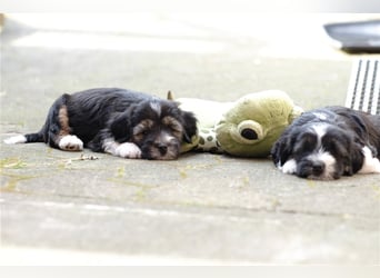 Tibet Terrier Welpen, VDH Papiere, zobel und tricolor