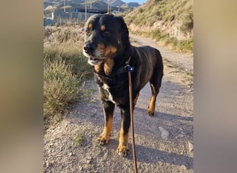 BALU - wartet schon so lange!