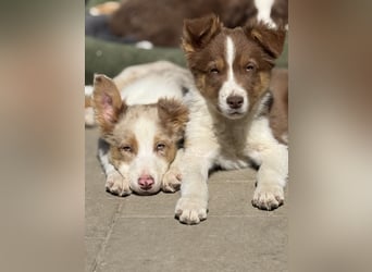 Border-Collie Rüde SKYE