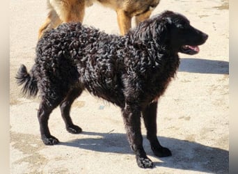 GONZALES❤️ liebenswerter, agiler und neugieriger Kroatischer Schäferhund-Mix