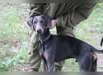Finn, Dobermann, geb. 2023, sucht liebevolle und geduldige Besitzer