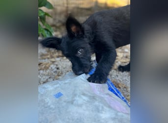 Manuela, ein süßes Hundekind