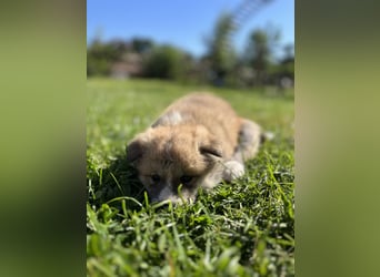 Akita Inu Welpen