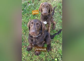Welpen Labradoodle F1 Braun Könispudel x Labrador