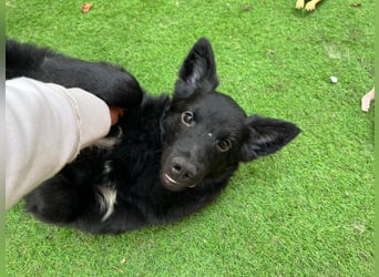 Fiona SR– Kleine Entdeckerin sucht liebevolles Zuhause