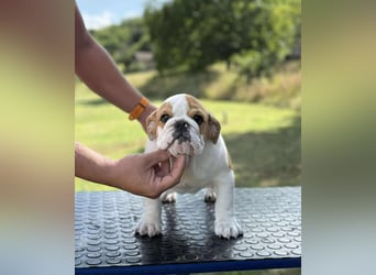 Englischen Bulldogge