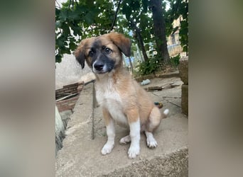 Choco sucht seine Familie