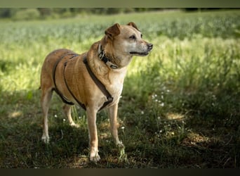 Halle - Prinzessin sucht Königreich - Tierhilfe Franken e.V.