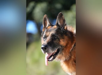 Rocky (Spanien) - liebevoller Senior sucht Alterswohnsitz