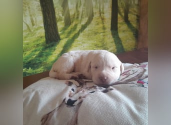 Reinrassige Labradorwelpen
