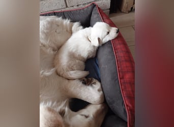 Welpen Weiße Schweizer Schäferhunde