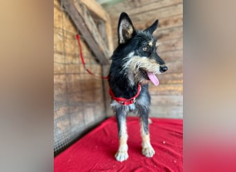 Ledi, Schnauzer-Mix, Hündin, geb. 02.04.2023, ca. 42 cm