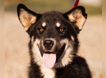 Husky-Mix ♥ Khan ♥ fitter, freundlicher und kluger Fellfreund