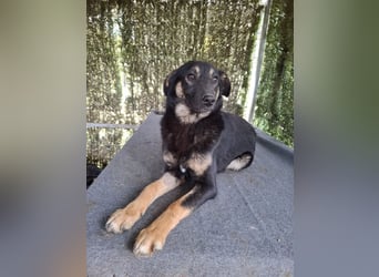Bobbi - lebhafter, freundlicher, aktiver, verspielter junger Rüde / z.Zt. noch in Rumänien