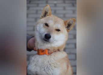 Bailey - freundliche, ruhige Hündin mit offenem Wesen