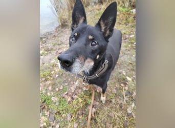 Misha ❤️ Hundeopi mit schwerem Schicksal sucht Geborgenheit