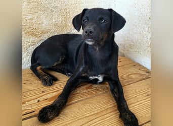 Pippa, muss dringend aus dem Tierheim raus