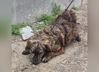 Wunderschön gestromtes Hundekind *Ylva* sucht ihr Zuhause für immer