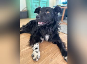 Hütehund Mischling Daios sucht eine liebe Familie