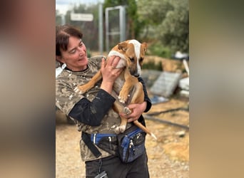 quirliger freundlicher ELMO sucht liebevolles Zuhause