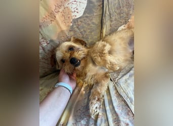 Franz - freundlicher, menschenbezogener Mini Yorkshire Terrier Mix Rüde / z.Zt. noch in Rumänien