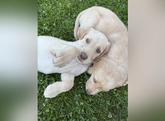 Labrador Welpen reinrassig rüde weiß NRW Kleinanzeige Köln