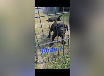 Presa Canario x Cane Corso 