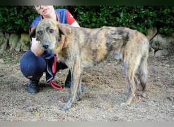 Ulick - Hunde bevorzugt!