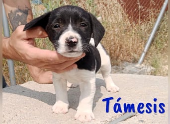 Támesis  geb. 03/2025 (ESP) - aufgeweckter Labrador-Mix Welpe!