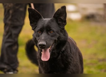 Sonja: Hundemama sucht Zuhause